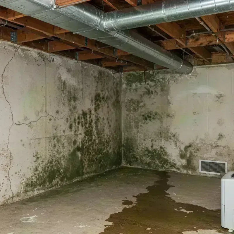 Professional Mold Removal in Glasford, IL